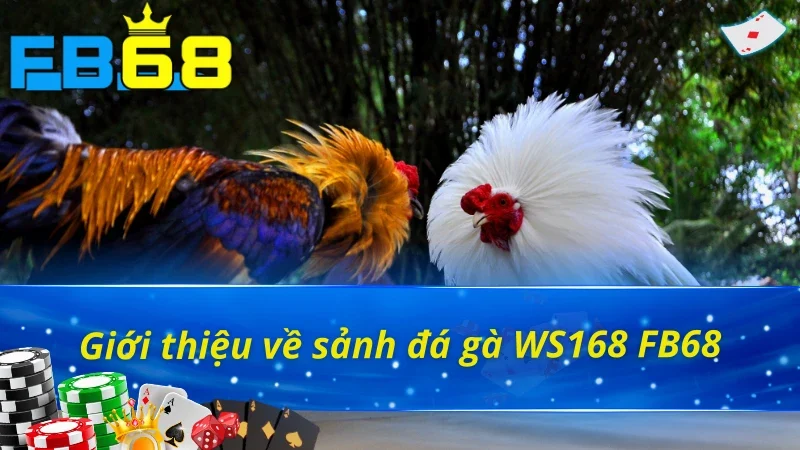 Vài nét về sảnh đá gà WS168 FB68 đỉnh cấp